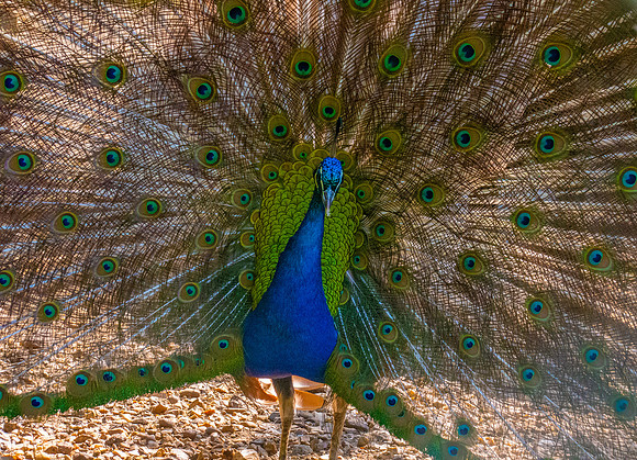 Peacock displaying