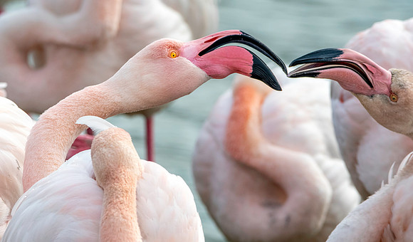 Greater flamingo