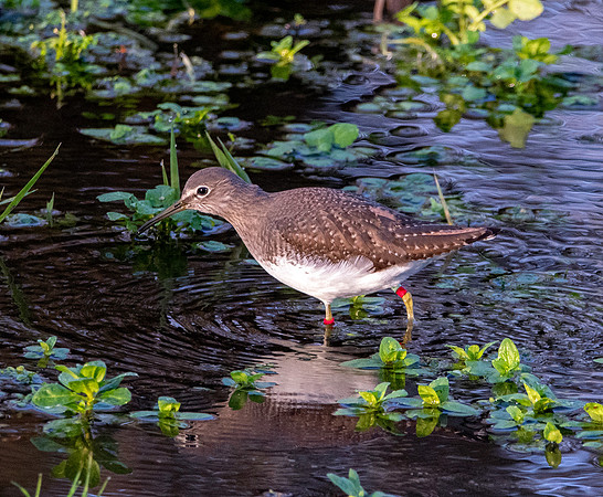 Green sandpiper