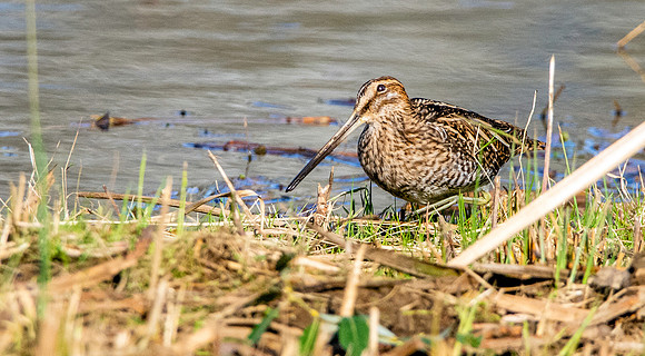 Common snipe