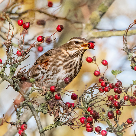 Redwing