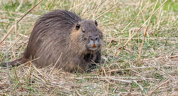 Coypu / Nutria