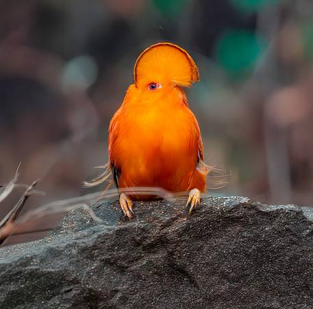 Guianan cock-of-the-rock, male