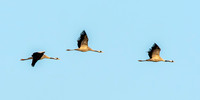 Common crane / Eurasian crane
