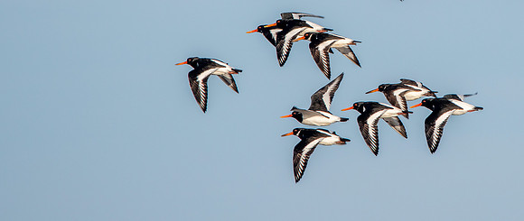 Oystercatchers in flight