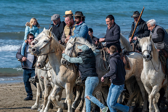 Camargue white horse