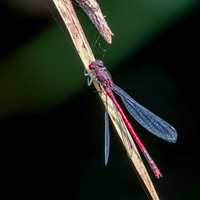 Large red damselfly