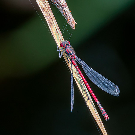 Large red damselfly