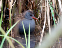 Water rail