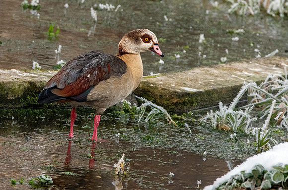 Egyptian goose