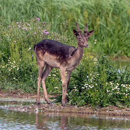 Fallow deer