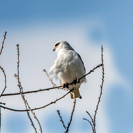 Black winged kite
