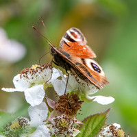 Peacock butterfly