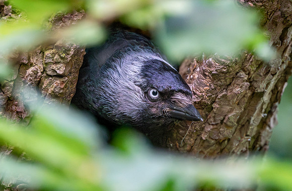 Jackdaw