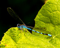 Common bluet