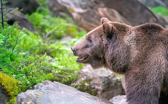 Eurasian brown bear