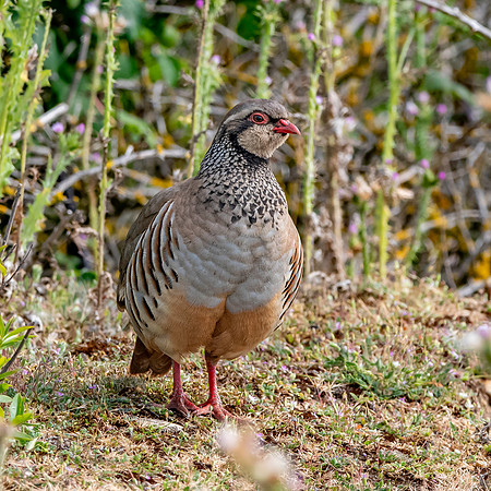 Red legged partridge