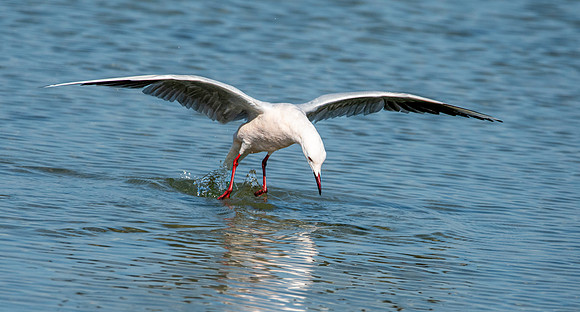 Slender billed gull