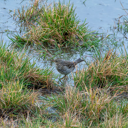 Water pipit