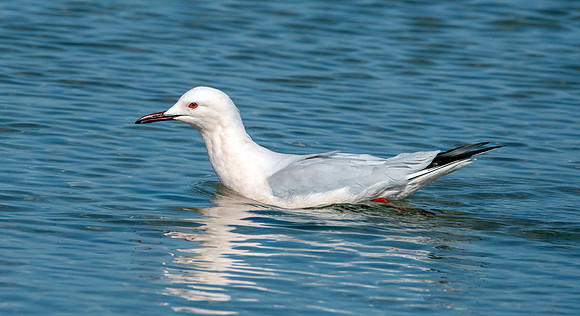 Slender billed gull