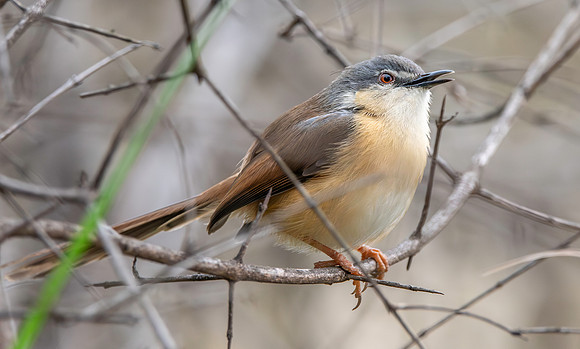 Ashy prinia