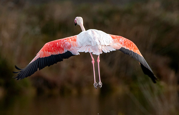 Greater flamingo