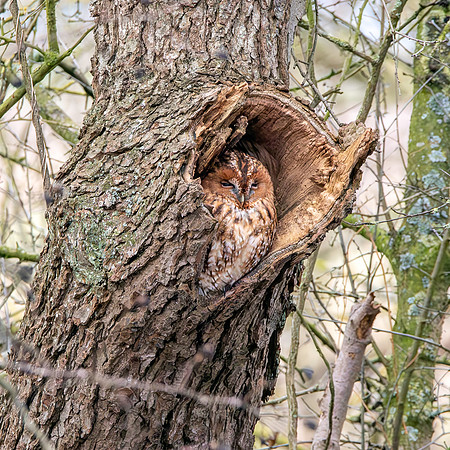 Tawny owl