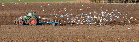 Gulls following tractor