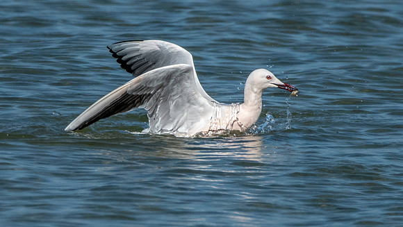 Slender billed gull