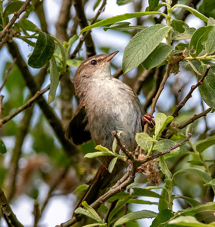Cetti's warbler
