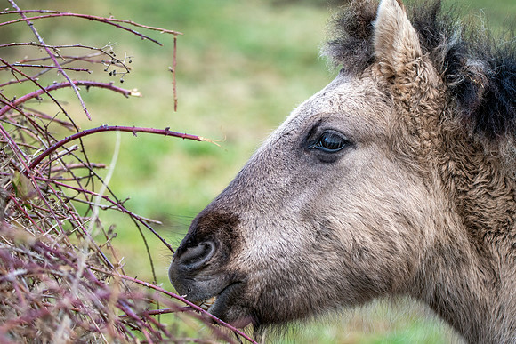 Konik horse