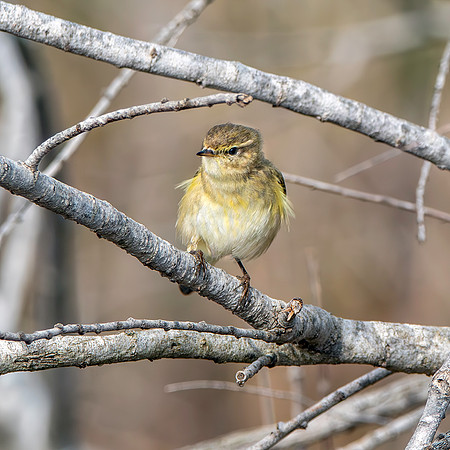 Chiffchaff