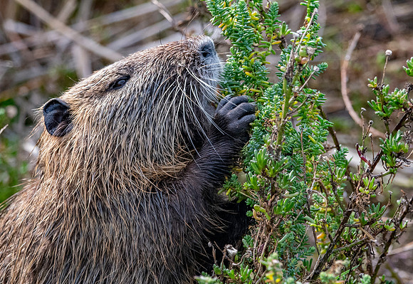 Coypu / Nutria