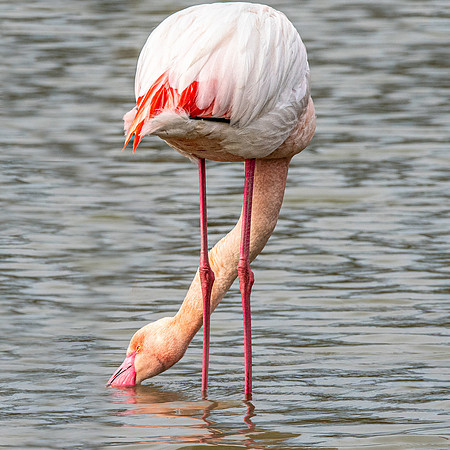 Greater flamingo