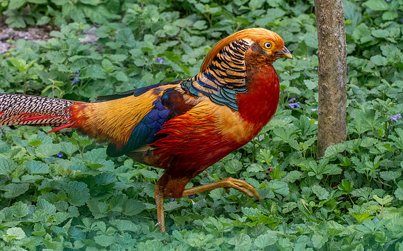 Golden pheasant