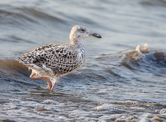 Great black backed gull, juvenile
