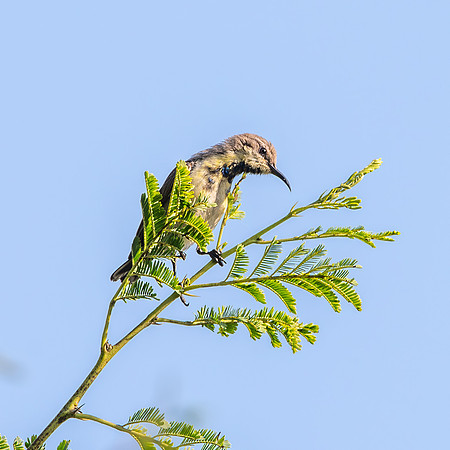 Purple sunbird, immature