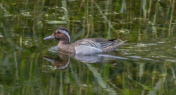 Garganey duck