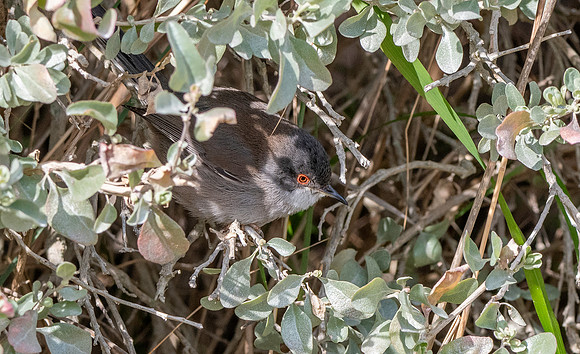 Sardinian warbler