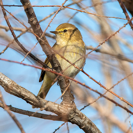 Chiffchaff