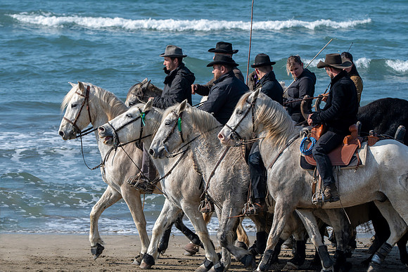 Camargue white horse