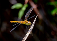 Ruddy darter, female