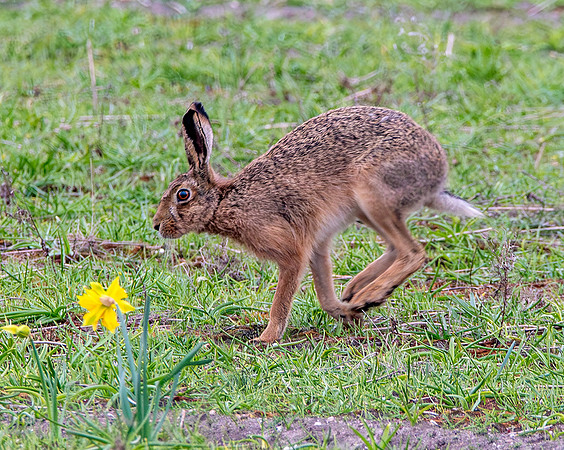 Brown hare