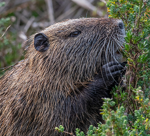 Coypu / Nutria