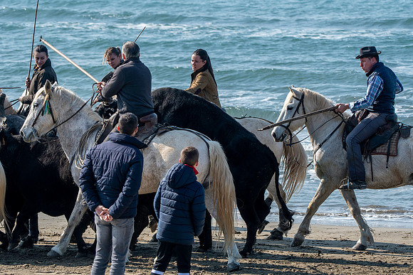 Camargue white horse