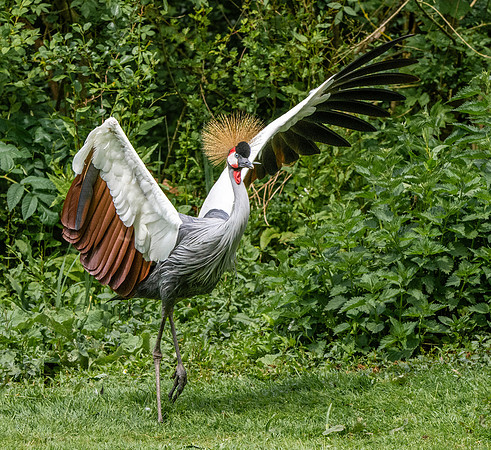 Grey crowned crane