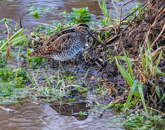 Common snipe