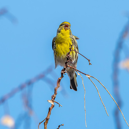 European Serin