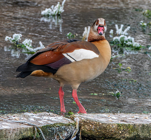 Egyptian goose