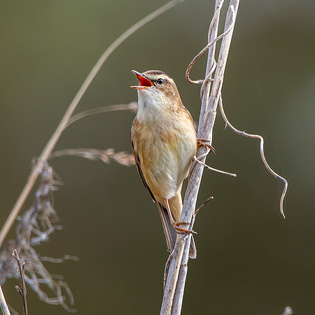 Sedge warbler